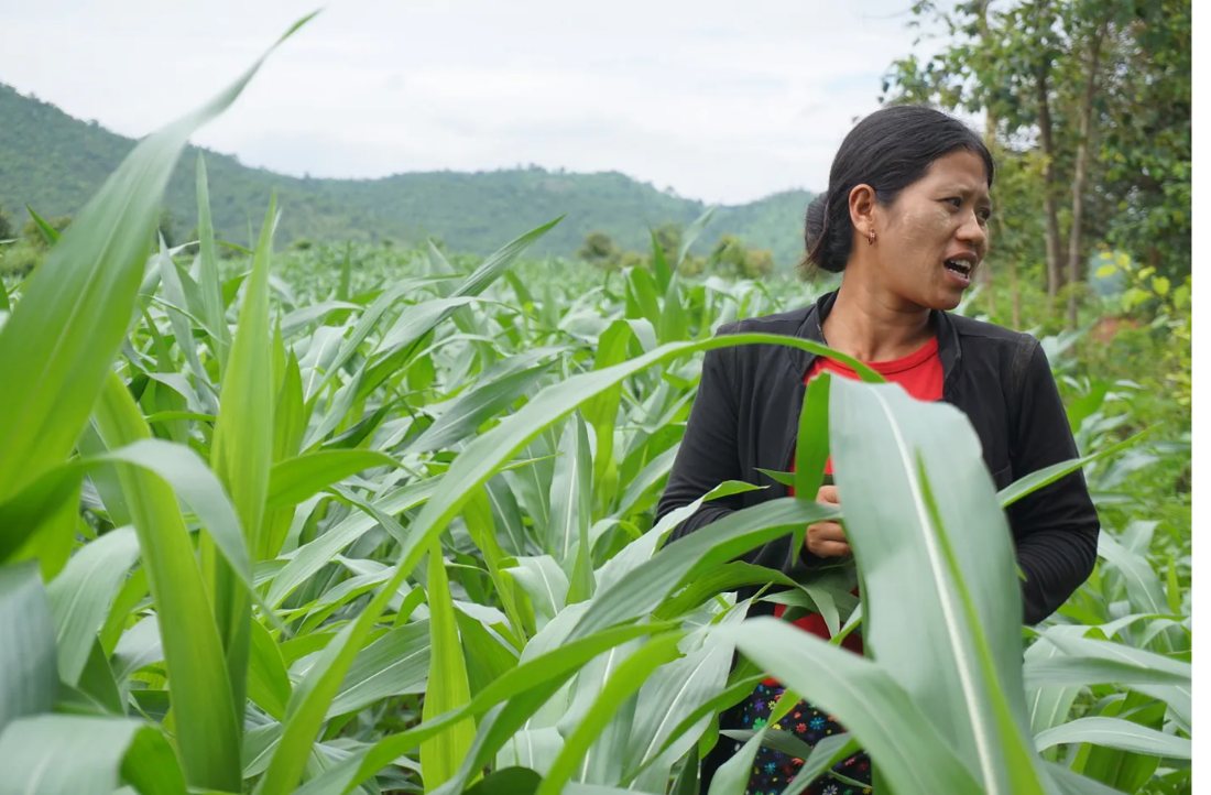 Ma Thi Thi Cho in her corn field in Shan State — photographed by Thiha Htun